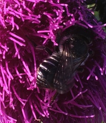 Megachile