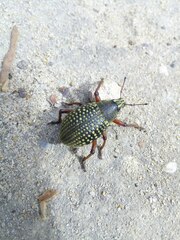 Catasarcus impressipennis