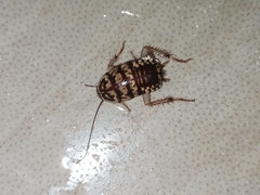 Neostylopyga rhombifolia