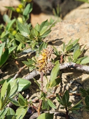 Salix breviserrata
