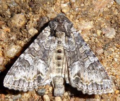 Apamea occidens