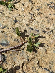 Salix breviserrata