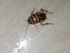 Neostylopyga rhombifolia