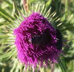 Megachile