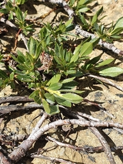 Salix breviserrata