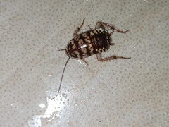 Neostylopyga rhombifolia