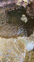 Palythoa grandiflora