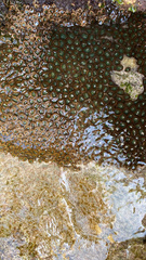 Palythoa grandiflora