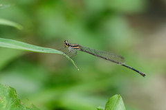 Prodasineura autumnalis