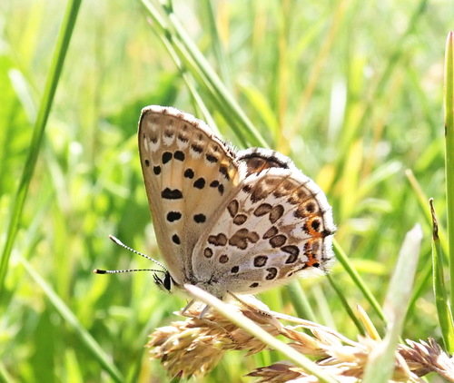 Edith's Copper