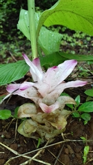 Curcuma aromatica