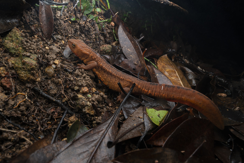 Hong Kong Newt, Paramesotriton hongkongensis