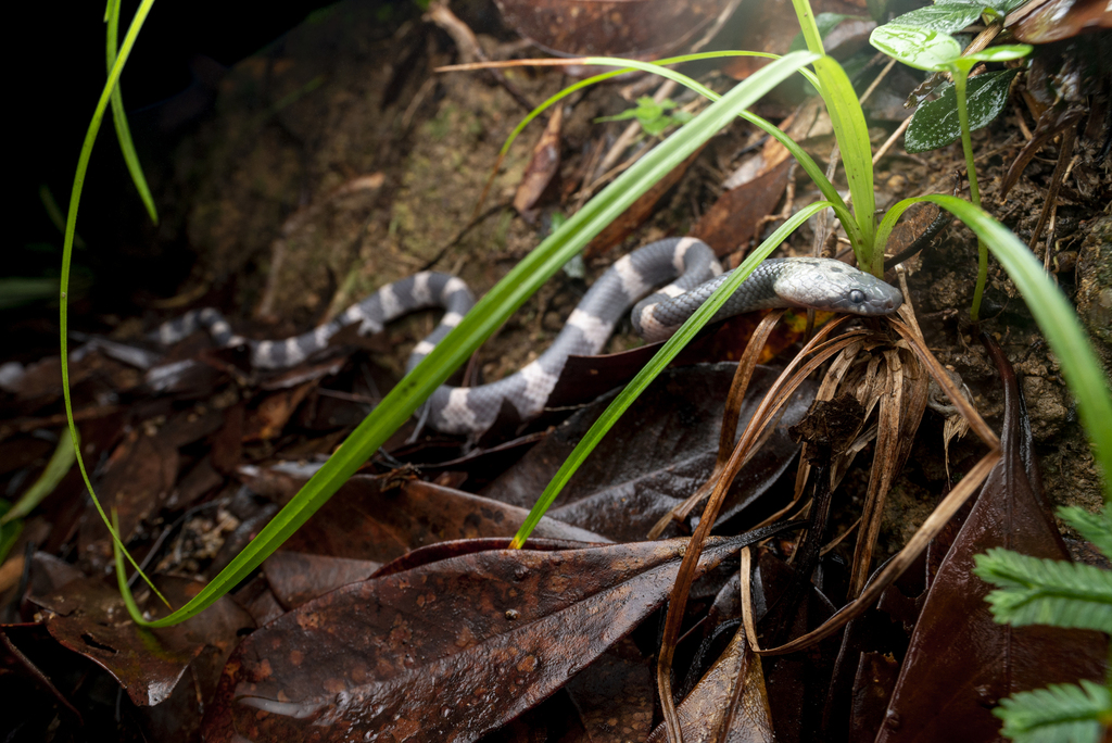 Futsing Wolf Snake in July 2022 by Lawrence Hylton · iNaturalist