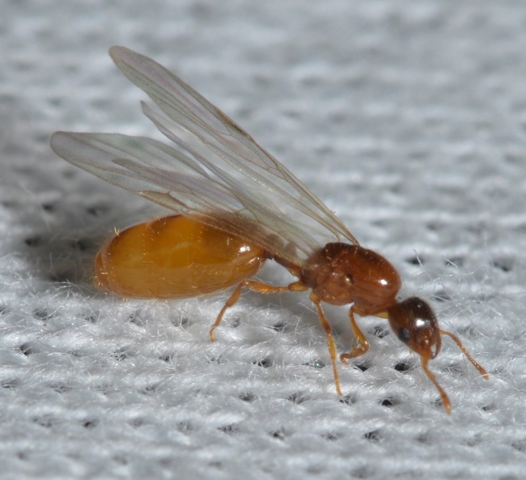 thief ant