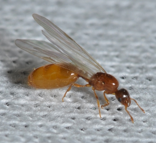 thief ant
