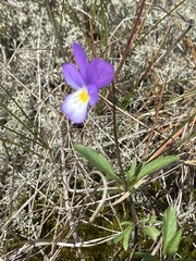 Viola tricolor curtisii
