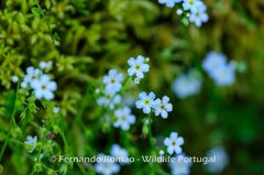 Myosotis stolonifera