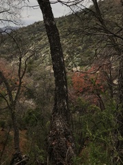 Nothofagus macrocarpa