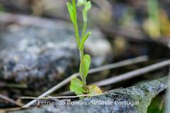 Myosotis stolonifera