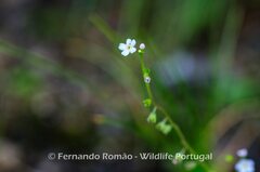 Myosotis stolonifera