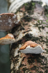 Fomitopsis betulina