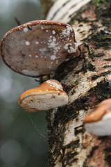 Fomitopsis betulina