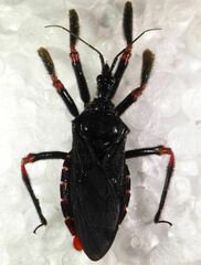 Apiomerus geniculatus