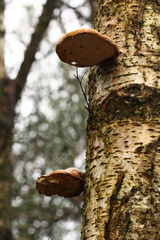 Fomitopsis betulina