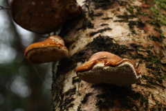 Fomitopsis betulina