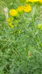 Jacobaea vulgaris