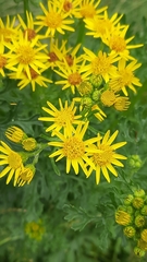 Jacobaea vulgaris