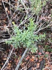 Baccharis neaei