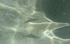 Diplodus bermudensis