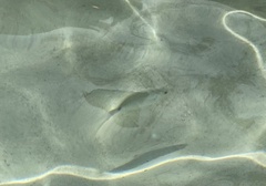 Diplodus bermudensis