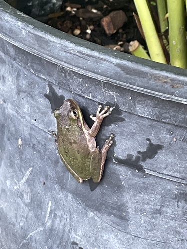 Squirrel Tree Frog photographed in Michigan