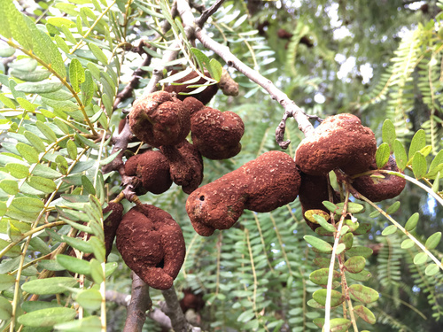 Representative image of Uromyces