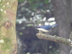Melanotis hypoleucus