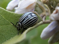 Leptinotarsa undecimlineata