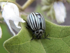 Leptinotarsa undecimlineata