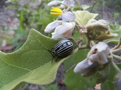 Leptinotarsa undecimlineata