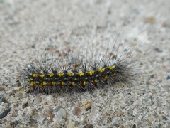 Setina irrorella
