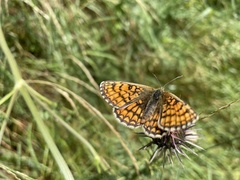 Melitaea parthenoides