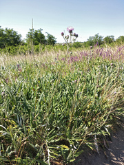 Jurinea salicifolia