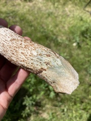 Leccinum