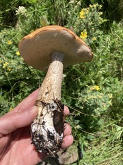 Leccinum