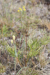 Bupleurum americanum