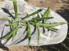 Jurinea salicifolia