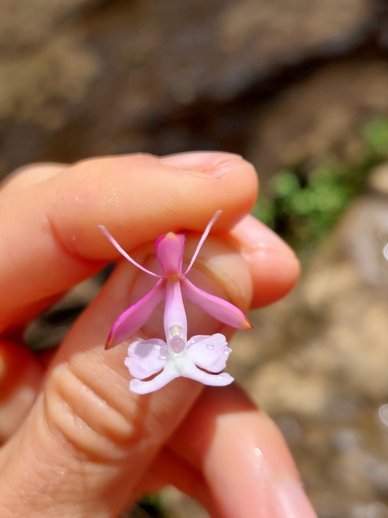 Epidendrum hypoporphyreum