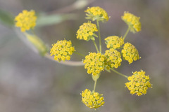 Bupleurum americanum