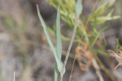 Bupleurum americanum